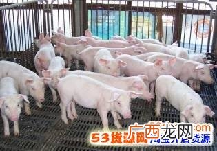 虾的养殖 养殖什么虾风险小