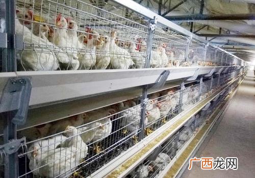 新型养殖业有哪些 养殖业品种