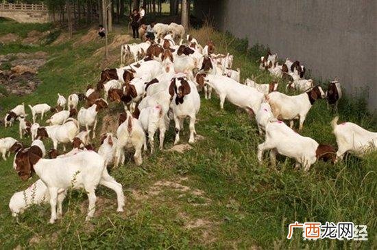 最火的养殖业 养殖业什么繁殖快