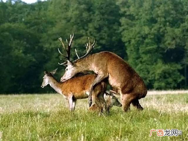 最火的养殖业 养殖业什么繁殖快