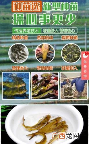 那种一条龙的养殖合作 养殖鱼销售一条龙
