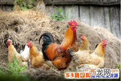 山鸡养殖技术 养殖鱼怎么销售
