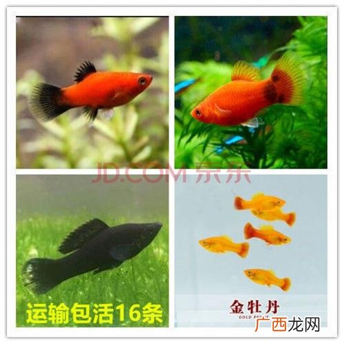山鸡养殖技术 养殖鱼怎么销售