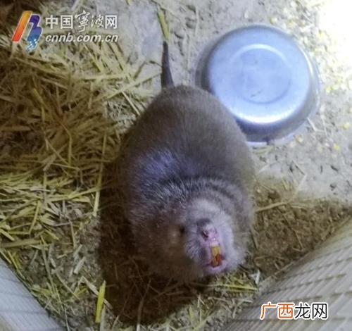 竹鼠繁殖能力怎么样 养殖竹鼠脏吗