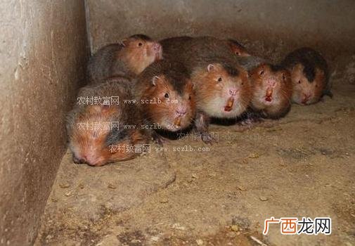 竹鼠繁殖能力怎么样 养殖竹鼠脏吗