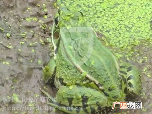 养鱼利润 一亩金鱼养殖利润