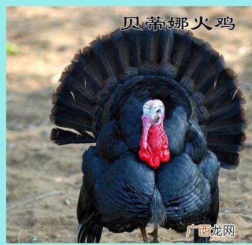 火鸡养殖孵化技术视频 有关养殖非州火鸡视频