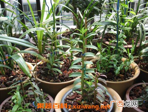 石斛如何种植 石斛的种植方法