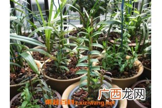 石斛如何种植 石斛的种植方法