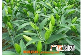 百合如何种植 百合的种植方法