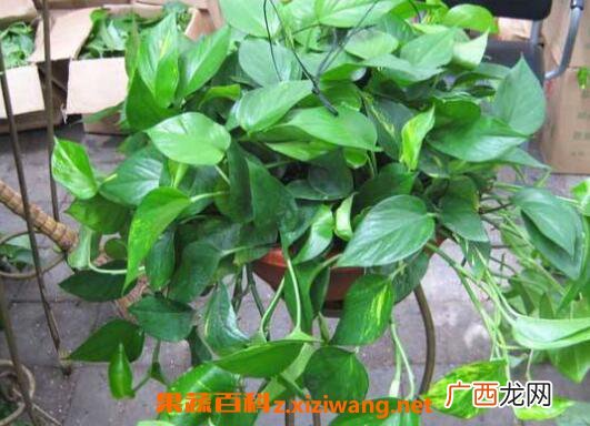 绿萝吊兰的养殖方法和养殖注意事项