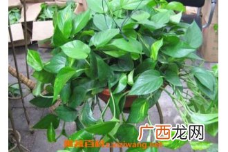 绿萝吊兰的养殖方法和养殖注意事项