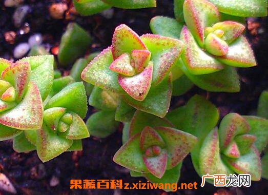 多肉植物怎么养 养殖多肉植物的注意事项