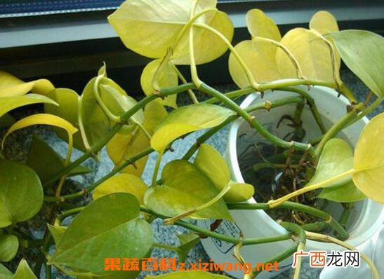 绿萝叶子发黄怎么办 绿萝叶子发黄的原因与处理方法