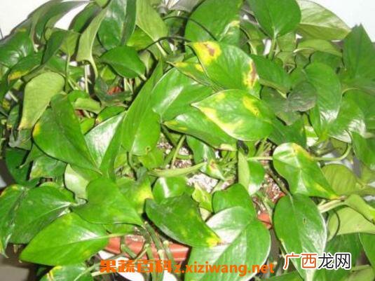 绿萝叶子发黄怎么办 绿萝叶子发黄的原因与处理方法