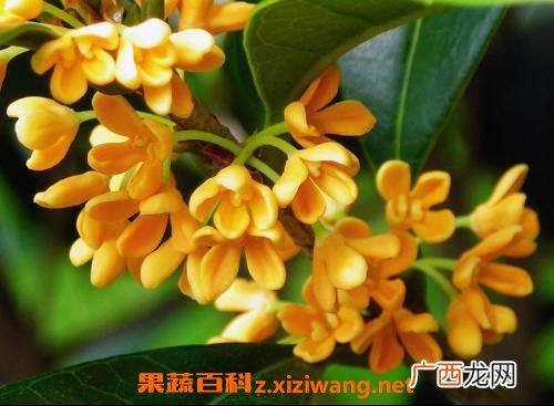桂花的功效与作用 桂花的基本知识