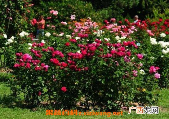 玫瑰花怎么养 玫瑰花的养殖方法技巧