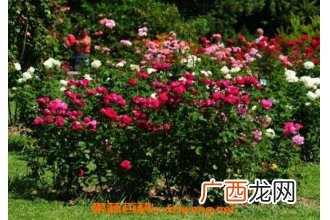 玫瑰花怎么养 玫瑰花的养殖方法技巧