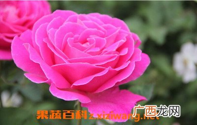 月季花的基本知识 月季花的功效与作用