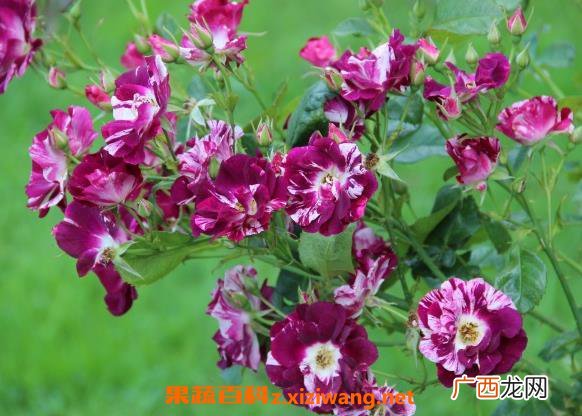 月季花的基本知识 月季花的功效与作用