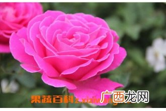 月季花的基本知识 月季花的功效与作用