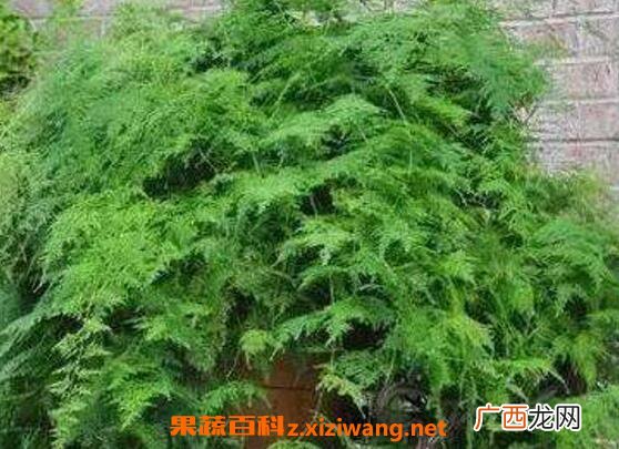 文竹怎么养 文竹的养殖方法技巧
