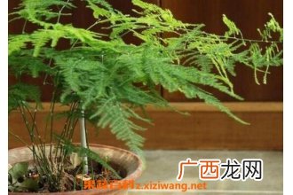 文竹怎么养 文竹的养殖方法技巧