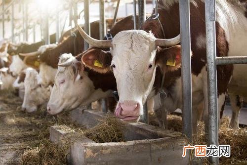 育肥肉牛饲料配方 育肥牛养殖论坛