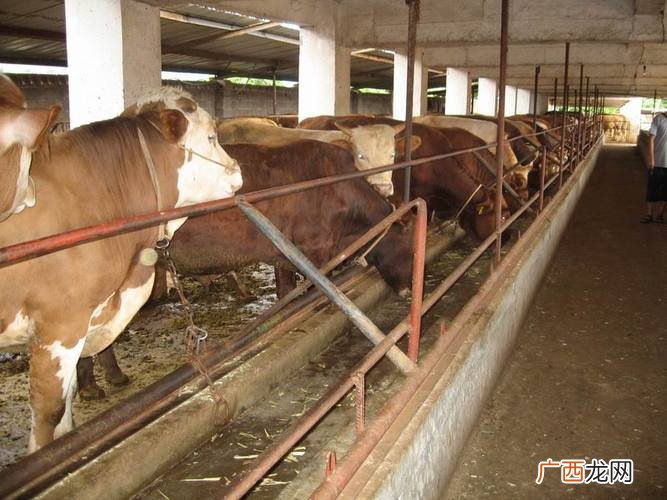 育肥肉牛饲料配方 育肥牛养殖论坛