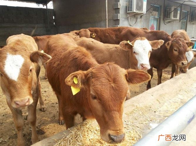 育肥肉牛饲料配方 育肥牛养殖论坛