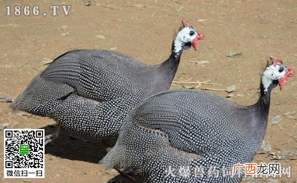 蝎子养殖网 竹丝鸡养殖场