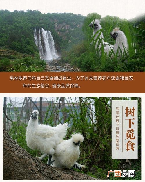 大花蕙兰的养殖方法和注意事项 竹丝鸡养殖方法