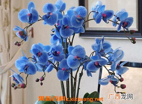 蝴蝶兰如何养殖 蝴蝶兰的养殖方法技巧