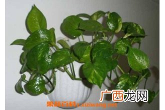 绿萝怎么繁殖 绿萝的繁殖方法教程