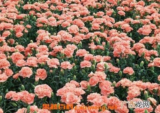 康乃馨如何养 康乃馨的养殖方法和注意事项