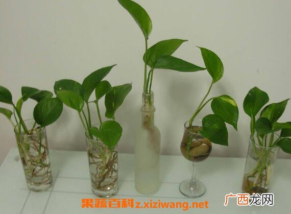 绿萝水培根茎怎么剪切 绿萝怎么水培方法图解