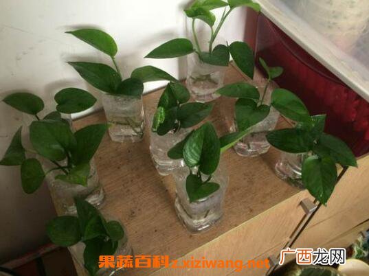 绿萝水培根茎怎么剪切 绿萝怎么水培方法图解