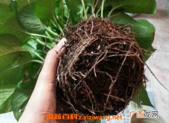 绿萝怎么分盆 绿萝换盆注意事项