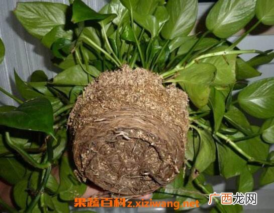 绿萝怎么分盆 绿萝换盆注意事项