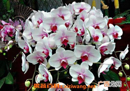 蝴蝶兰如何养 蝴蝶兰的养殖方法和注意事项