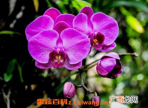 蝴蝶兰如何养 蝴蝶兰的养殖方法和注意事项