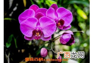 蝴蝶兰如何养 蝴蝶兰的养殖方法和注意事项