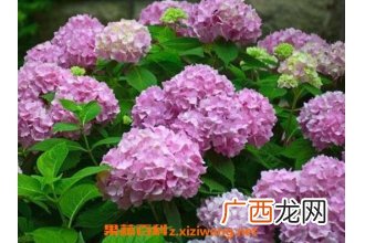 绣球花如何养 绣球花的养殖方法和注意事项
