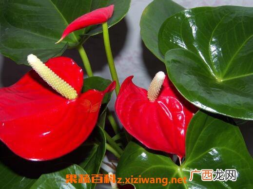 红掌怎么养 红掌的养殖方法技巧