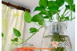 绿萝怎么水培养殖 水培绿萝的养殖方法