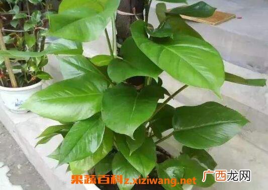 大叶绿萝怎么插杆 大叶绿萝怎么浇棕柱