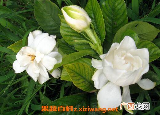 茉莉花如何养 茉莉花的养殖方法和注意事项