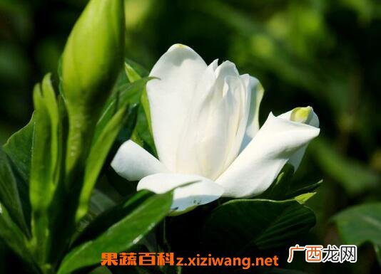 茉莉花如何养 茉莉花的养殖方法和注意事项