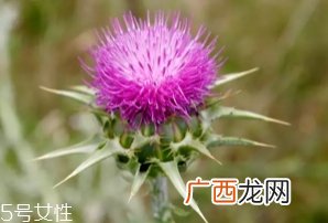 奶蓟草护肝片怎么吃