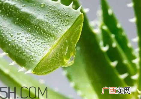 自然乐园芦荟胶孕妇可以用吗？自然乐园芦荟胶使用心得